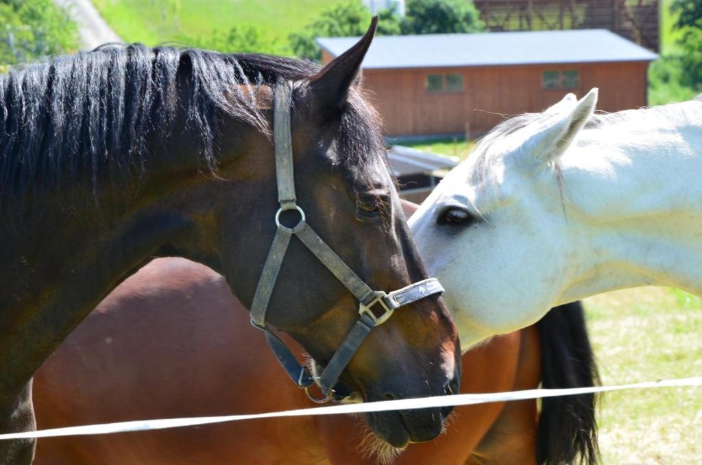 Hotel Horse Riding - Jezdecky Areal Tršice المظهر الخارجي الصورة