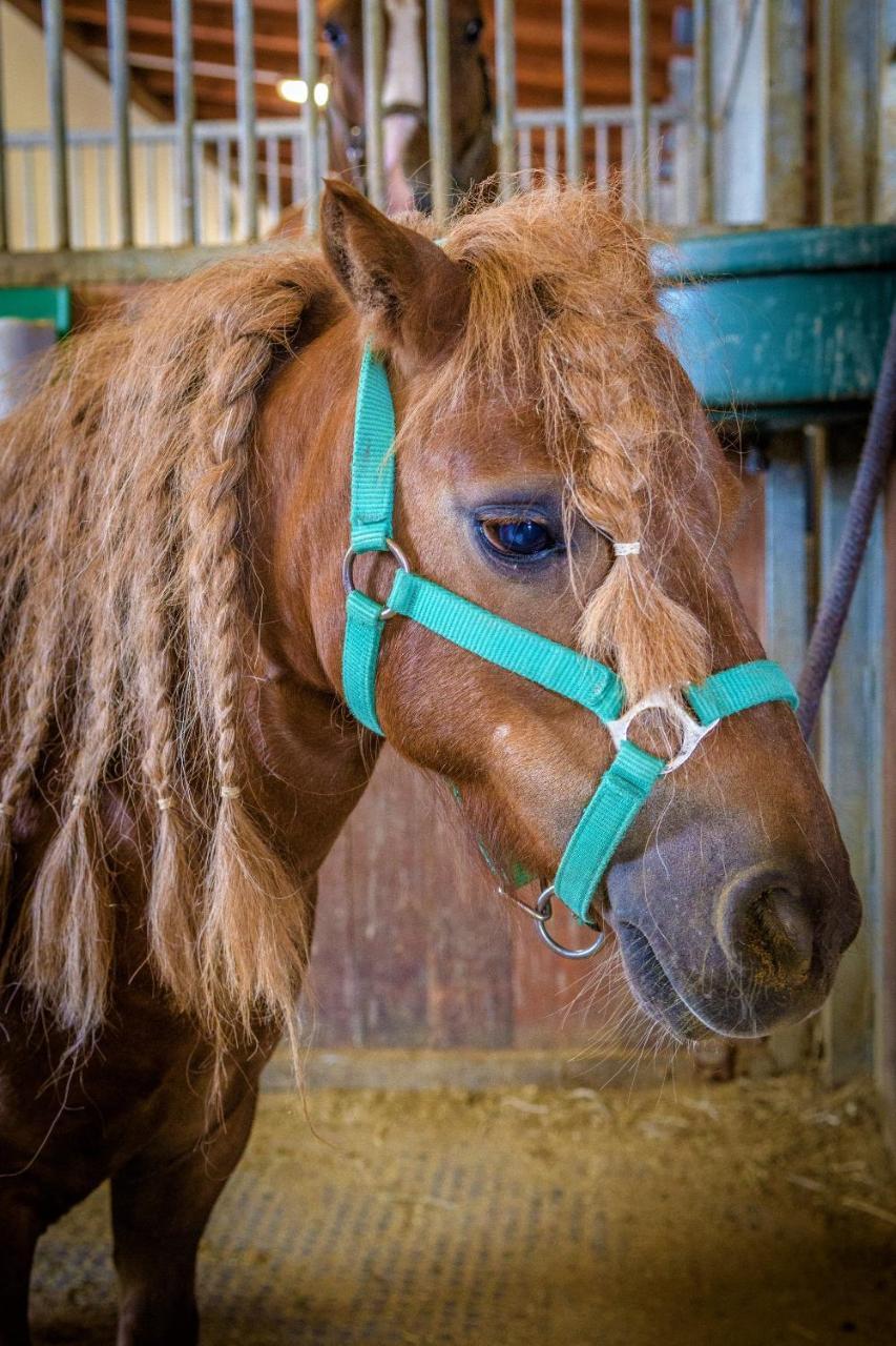 Hotel Horse Riding - Jezdecky Areal Tršice المظهر الخارجي الصورة